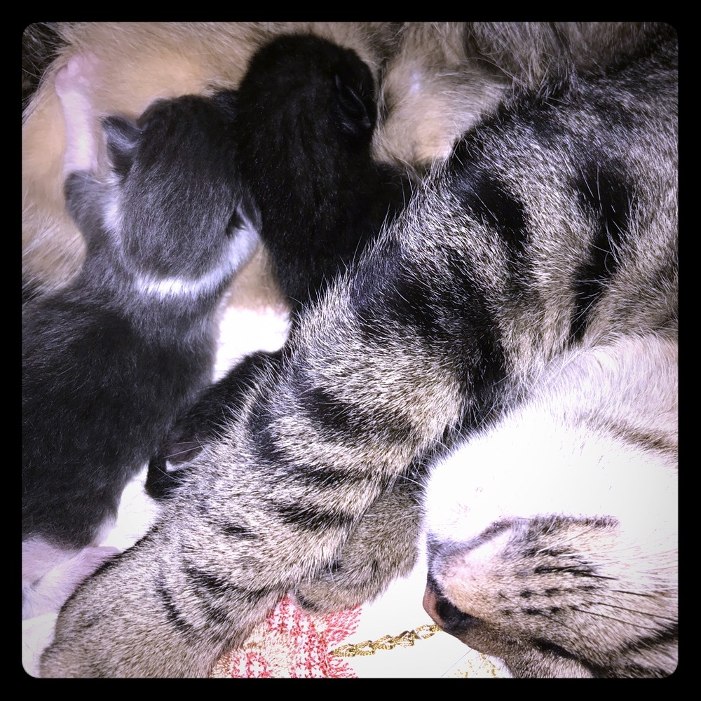 Sharing our new edition to the family